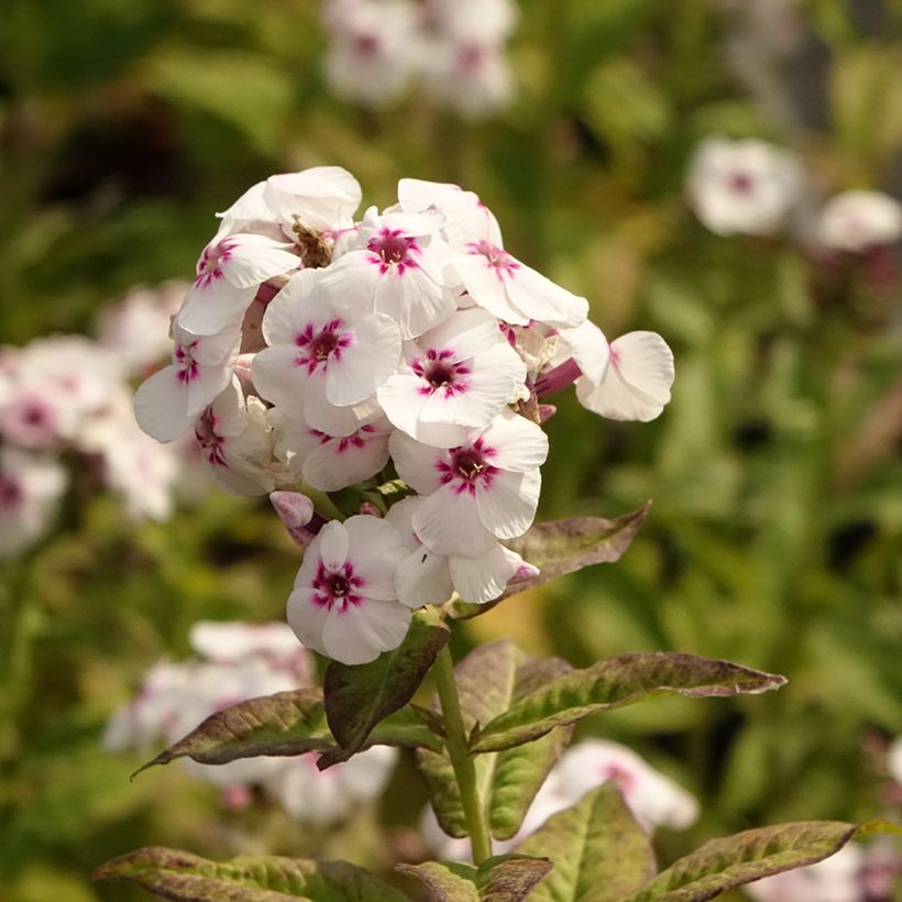 Phlox paniculata Mike's Favourite (Fioritura)