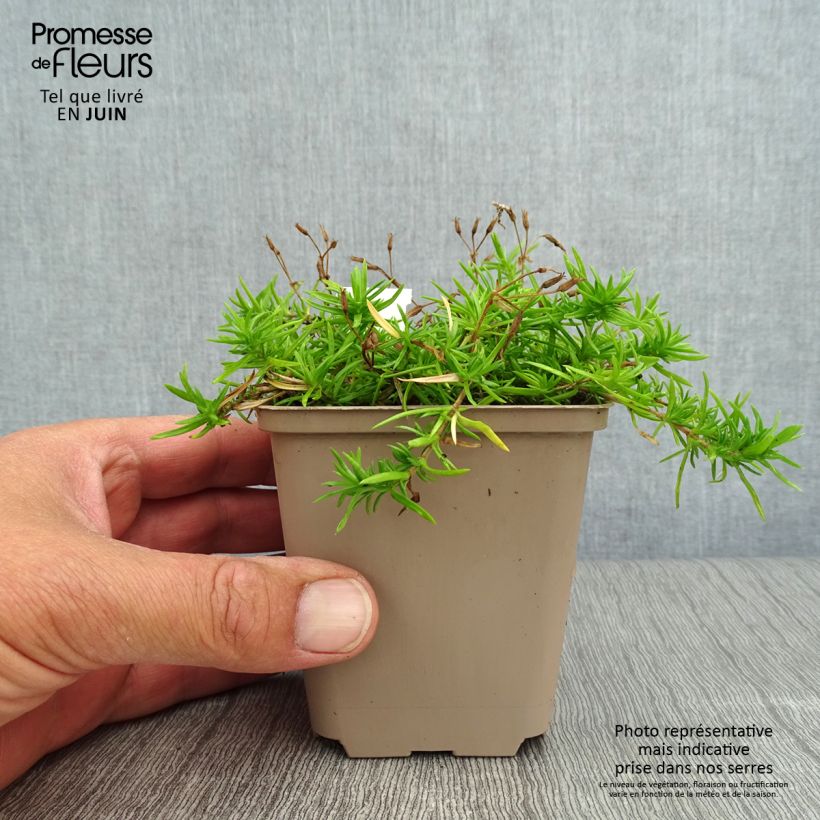 Esemplare di Phlox paniculata Monica Lynden Bell Vasetto da 8/9 cm consegnato in estate