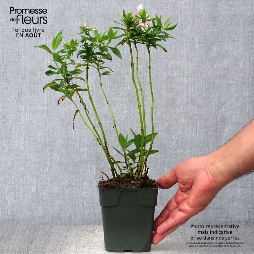 Esemplare di Phlox paniculata Peppermint Twist Vasetto da 8/9 cm consegnato in estate