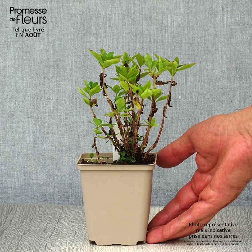 Esemplare di Phlox paniculata Purple Eye Flame Vasetto da 8/9 cm consegnato in estate