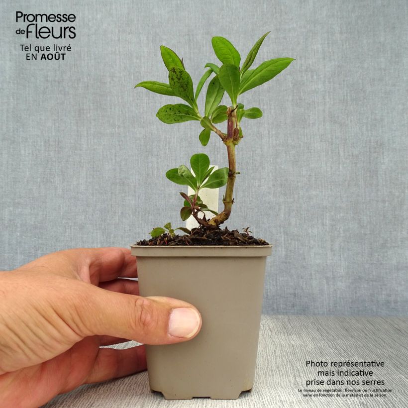 Esemplare di Phlox paniculata Purple Flame Vasetto da 8/9 cm consegnato in estate