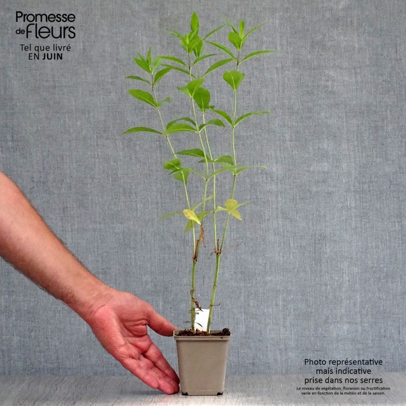 Esemplare di Phlox paniculata Rosa Pastel Vasetto da 8/9 cm consegnato in estate
