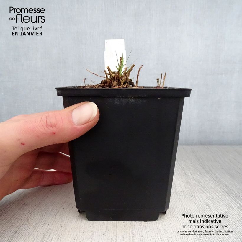 Phlox paniculata Sherbet Cocktail Vaso da Ø 10 cm/11 cm esemplare consegnato in inverno