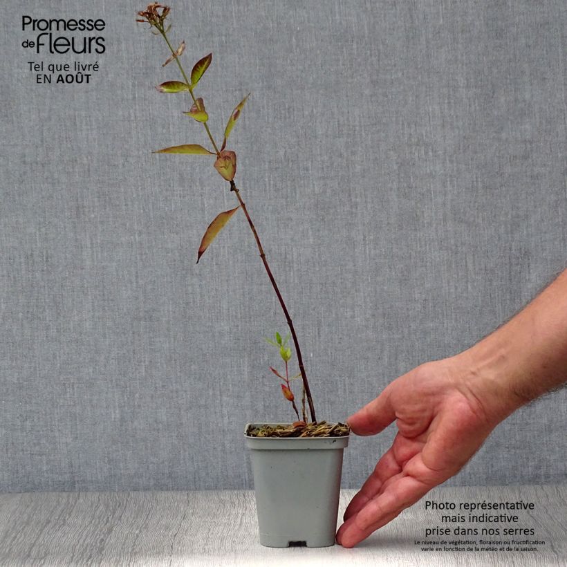 Esemplare di Phlox paniculata Starfire Vasetto da 8/9 cm consegnato in estate