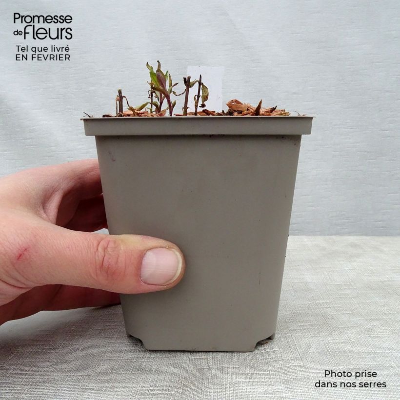 Phlox paniculata Tequila Sunrise Vasetto da 8/9 cm esemplare consegnato in inverno