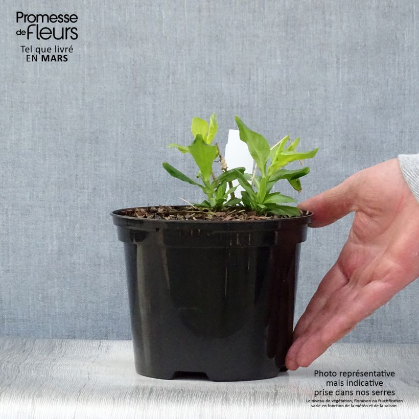 Phlox paniculata Tiara Vaso da 2L/3L esemplare consegnato in primavera