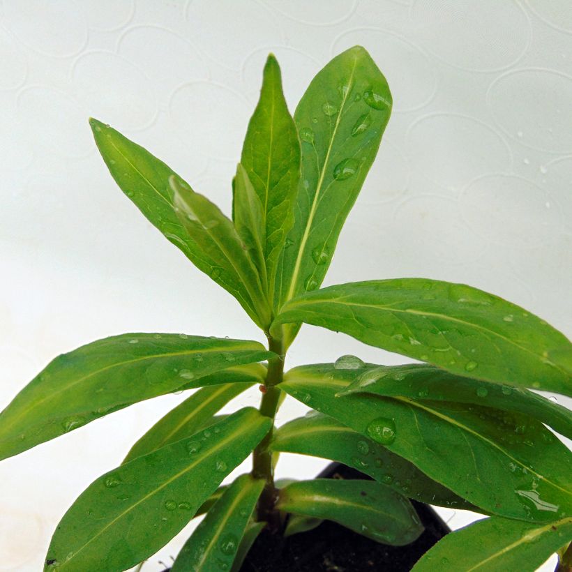 Phlox paniculata White Eye Flame (Fogliame)