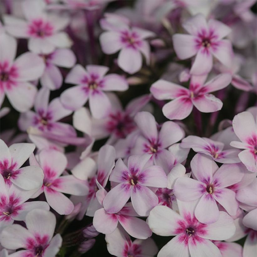 Phlox paniculata White Eye Flame (Fioritura)