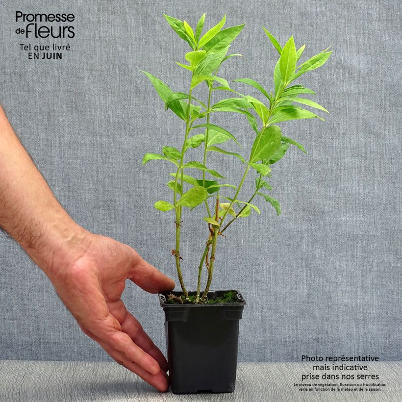 Esemplare di Phlox paniculata Windsor Vasetto da 7/8 cm consegnato in estate