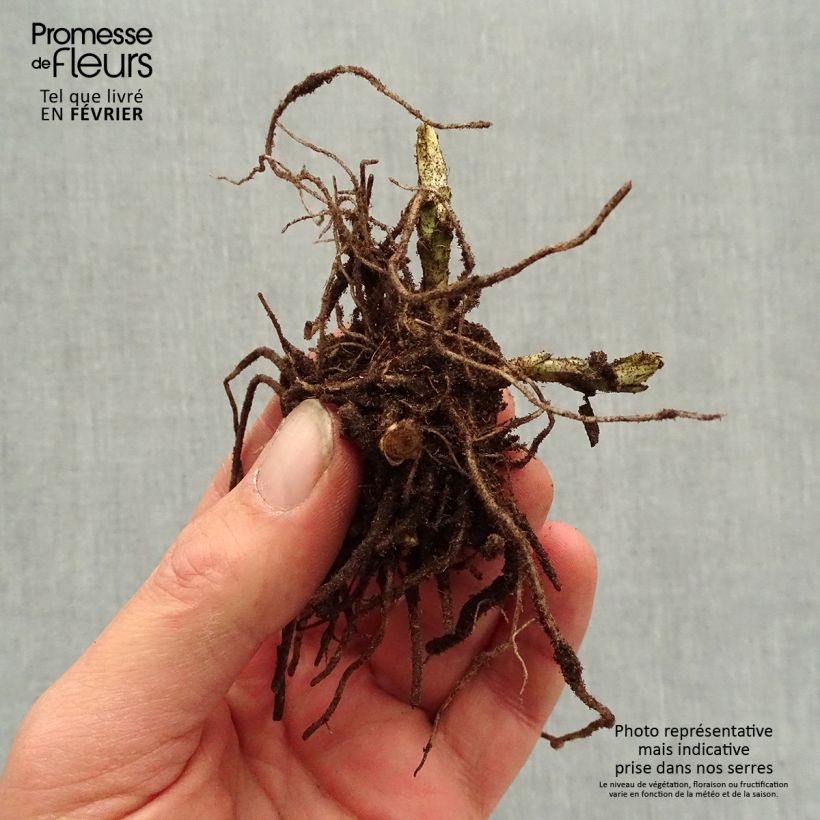 Phlox paniculata Younique Bicolor Piante piccole a radice nuda esemplare consegnato in inverno