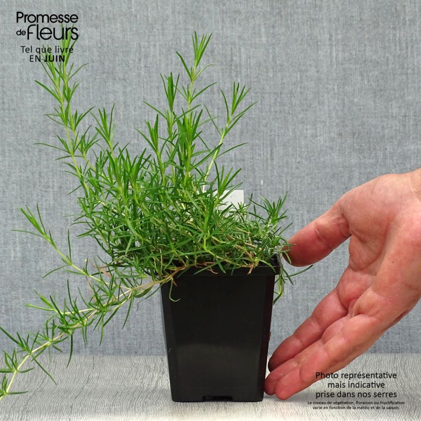 Esemplare di Phlox subulata Cushion Blue - Muscio rosa Vasetto da 8/9 cm consegnato in estate