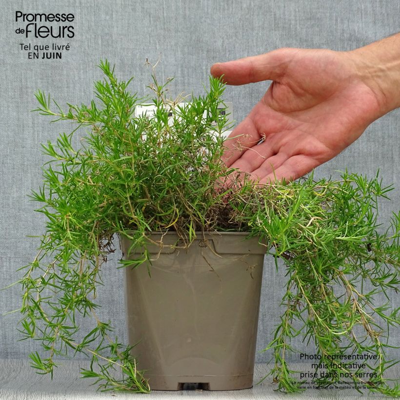 Esemplare di Phlox subulata Cushion Blue - Muscio rosa Vaso da 2L/3L consegnato in estate