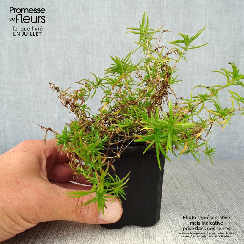 Esemplare di Phlox subulata Purple Beauty - Muscio rosa Vasetto da 8/9 cm consegnato in estate
