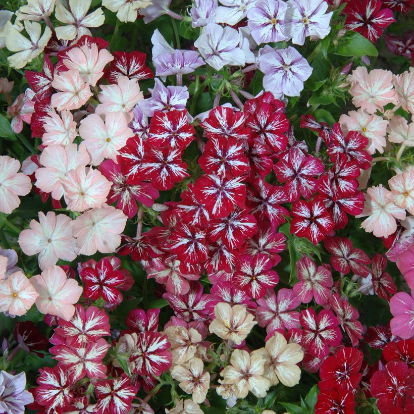 Phlox drummondii Starry Eyes (Fioritura)