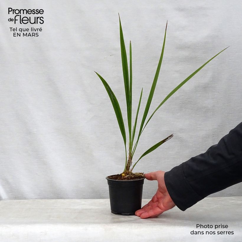 Phoenix andamanensis Vaso da Ø 12 cm / 13 cm esemplare consegnato in primavera