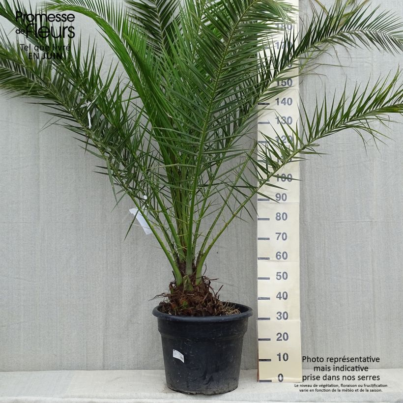 Esemplare di Phoenix canariensis - Palma delle Canarie Vaso da 30L/35L consegnato in estate