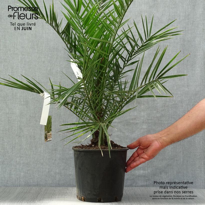 Esemplare di Phoenix canariensis - Palma delle Canarie Vaso da 6L/7L consegnato in estate