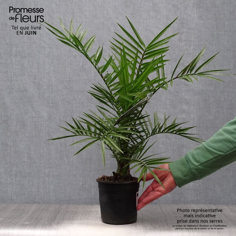 Esemplare di Phoenix canariensis - Palma delle Canarie Vaso da 1L/1,5L consegnato in estate