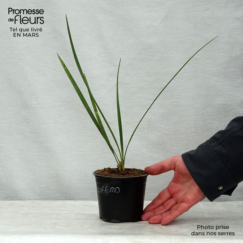 Phoenix dactylifera - Palma da datteri Vaso da Ø 12 cm / 13 cm esemplare consegnato in primavera