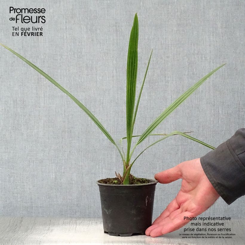 Phoenix dactylifera - Palma da datteri Vaso da Ø 12 cm / 13 cm esemplare consegnato in inverno