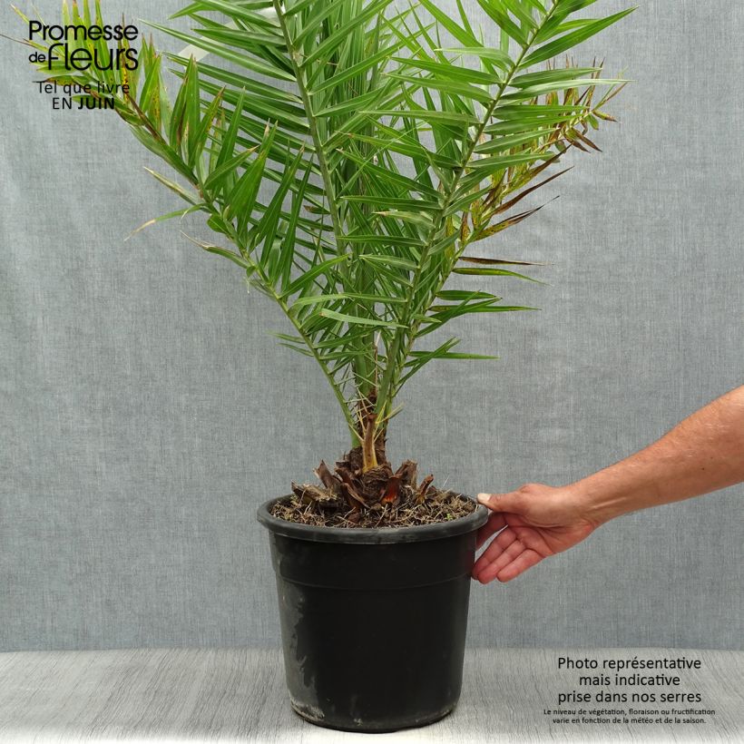 Esemplare di Phoenix dactylifera - Palma da datteri Vaso da 7,5L/10L consegnato in estate