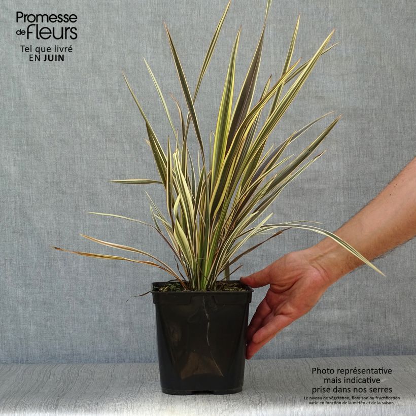 Esemplare di Phormium Alison Blackman - Lino della Nuova Zelanda Vaso da 3L/4L consegnato in estate