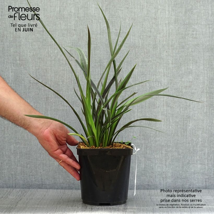 Esemplare di Phormium Chocomint - Lino della Nuova Zelanda Vaso da 3L/4L consegnato in estate