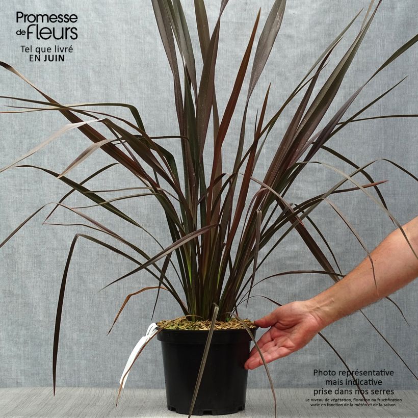 Esemplare di Phormium Dark Delight - Lino della Nuova Zelanda Vaso da 4L/5L consegnato in estate