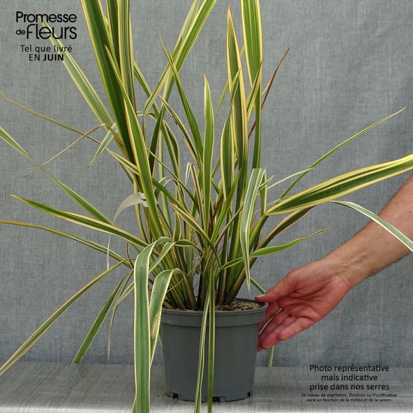 Esemplare di Phormium Golden Ray - Lino della Nuova Zelanda Vaso da 2L/3L consegnato in estate