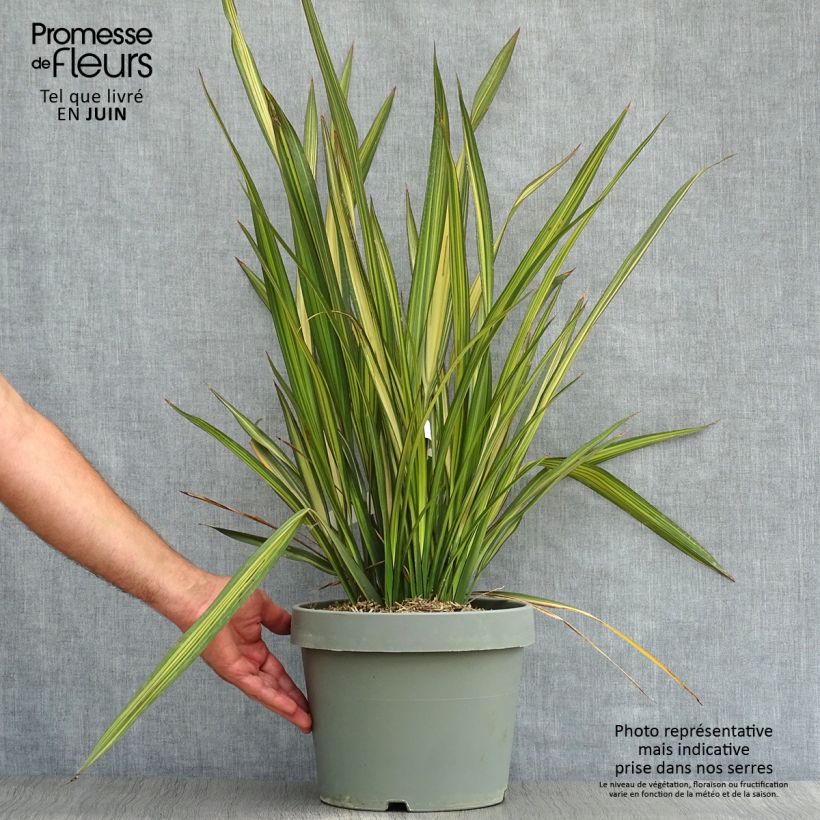 Esemplare di Phormium Golden Ray - Lino della Nuova Zelanda Vaso da 7,5L/10L consegnato in estate
