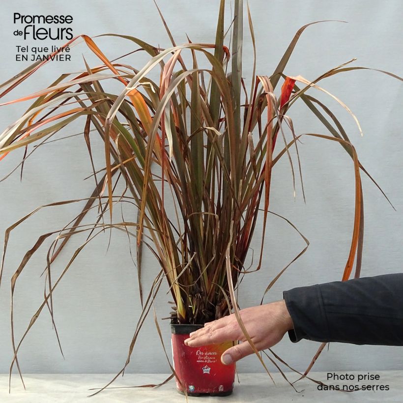 Phormium Jack Spratt - Lino della Nuova Zelanda Vaso da 2L/3L esemplare consegnato in inverno