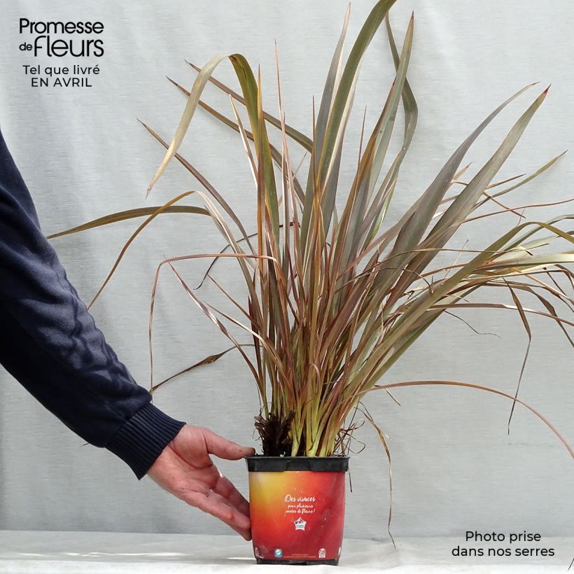 Phormium Jack Spratt - Lino della Nuova Zelanda Vaso da 2L/3LAltezza consegnata circa 30/40cm esemplare consegnato in primavera