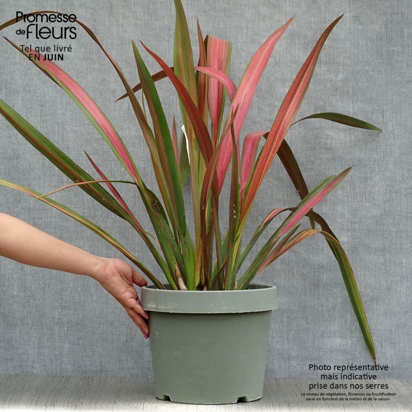 Esemplare di Phormium Jester - Lino della Nuova Zelanda Vaso da 7,5L/10L consegnato in estate