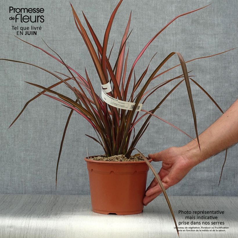 Esemplare di Phormium Pink Panther - Lino della Nuova Zelanda Vaso da 2L/3L consegnato in estate