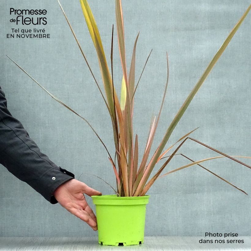 Esemplare di Phormium Rainbow Queen - Lino della Nuova Zelanda Vaso da 2L/3L come consegnato in autunno