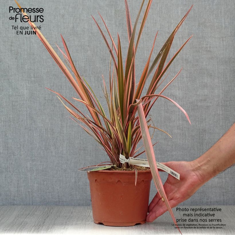 Esemplare di Phormium Rainbow Queen - Lino della Nuova Zelanda Vaso da 2L/3L consegnato in estate