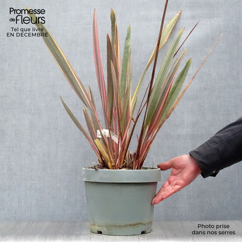 Phormium Rainbow Queen - Lino della Nuova Zelanda Vaso da 7,5L/10L esemplare consegnato in inverno