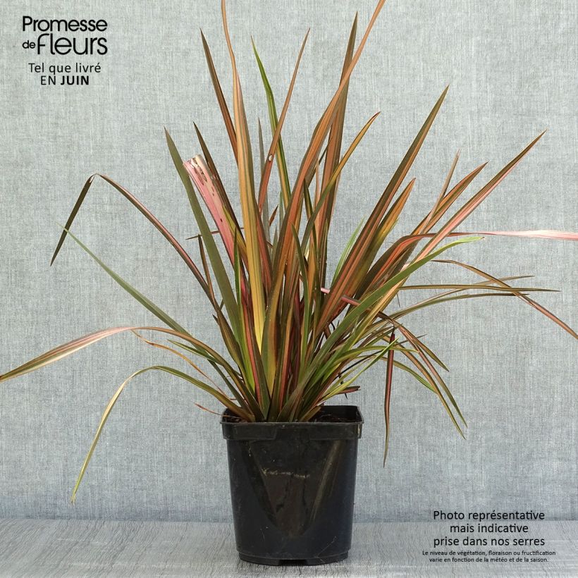 Esemplare di Phormium Rainbow Sunrise - Lino della Nuova Zelanda Vaso da 3L/4L consegnato in estate