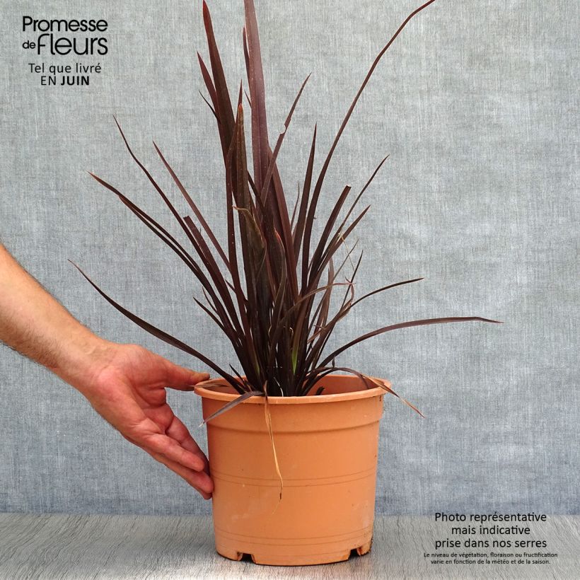 Esemplare di Phormium Special Red - Lino della Nuova Zelanda Vaso da 4L/5L consegnato in estate