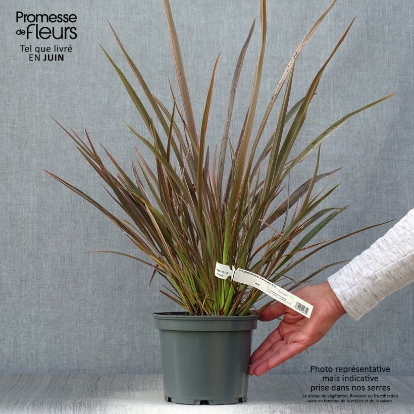Esemplare di Phormium Sundowner - Lino della Nuova Zelanda Vaso da 2L/3L consegnato in estate