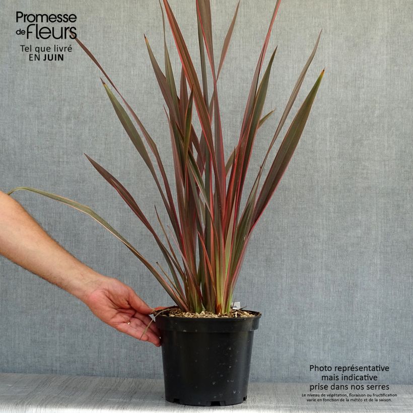 Esemplare di Phormium Sundowner - Lino della Nuova Zelanda Vaso da 4L/5L consegnato in estate