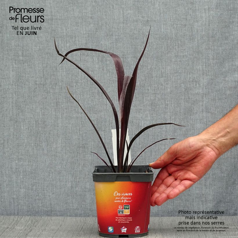Esemplare di Phormium cookianum Black adder Vaso da 2L/3L consegnato in estate