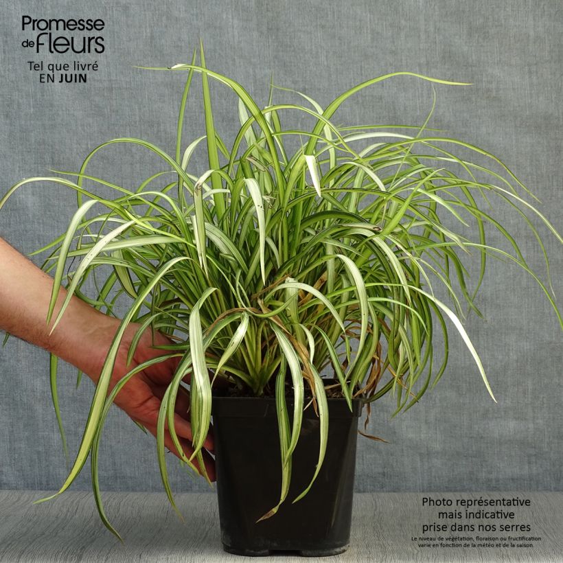 Esemplare di Phormium cookianum Blondie Vaso da 4L/5L consegnato in estate
