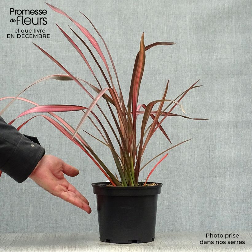Phormium Evening Glow - Lino della Nuova Zelanda Vaso da 2L/3L esemplare consegnato in inverno