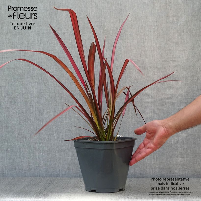Esemplare di Phormium Evening Glow - Lino della Nuova Zelanda Vaso da 4L/5L consegnato in estate