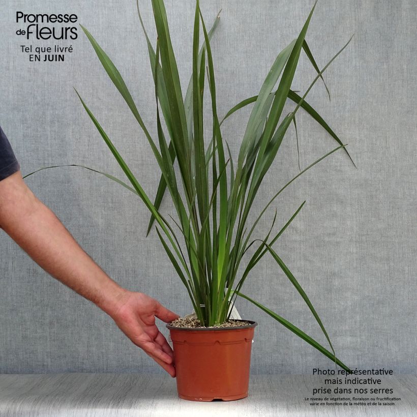 Esemplare di Phormium tenax - Lino della Nuova Zelanda Vaso da 2L/3L consegnato in estate
