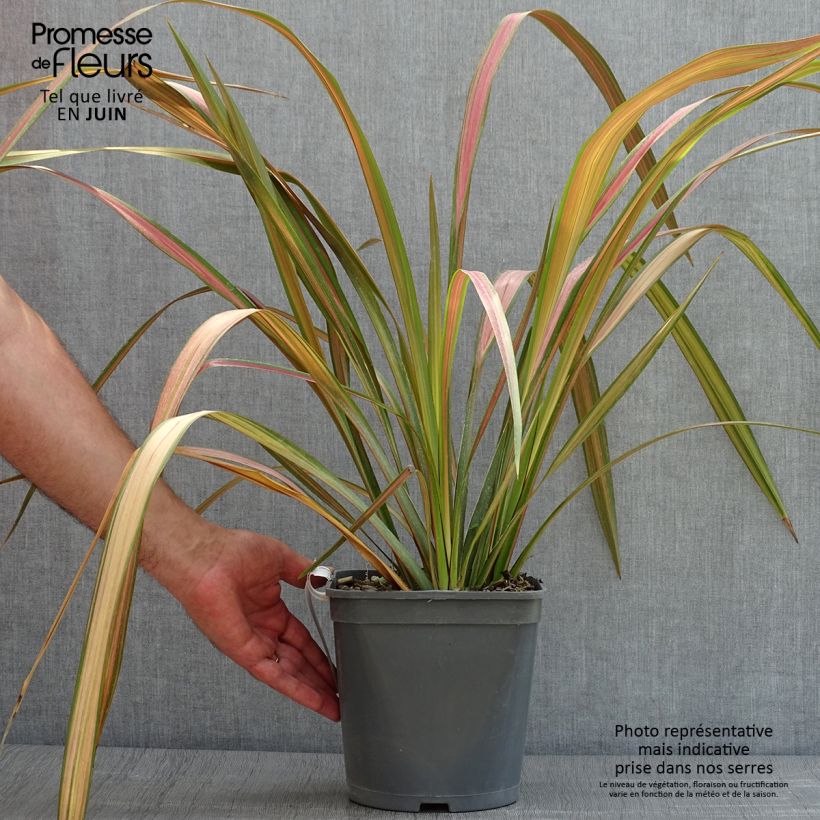 Esemplare di Phormium tenax - Lino della Nuova Zelanda Vaso da 4L/5L consegnato in estate