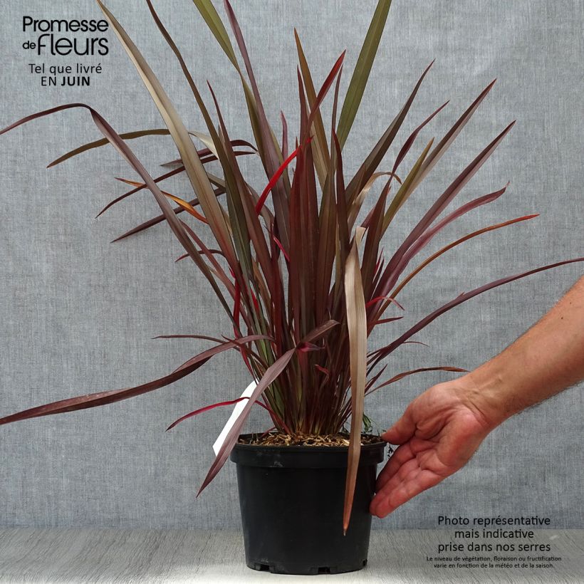 Esemplare di Phormium Purpureum - Lino della Nuova Zelanda Vaso da 2L/3L consegnato in estate