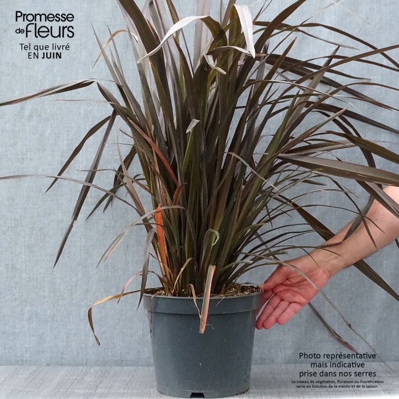 Esemplare di Phormium Purpureum - Lino della Nuova Zelanda Vaso da 7,5L/10L consegnato in estate