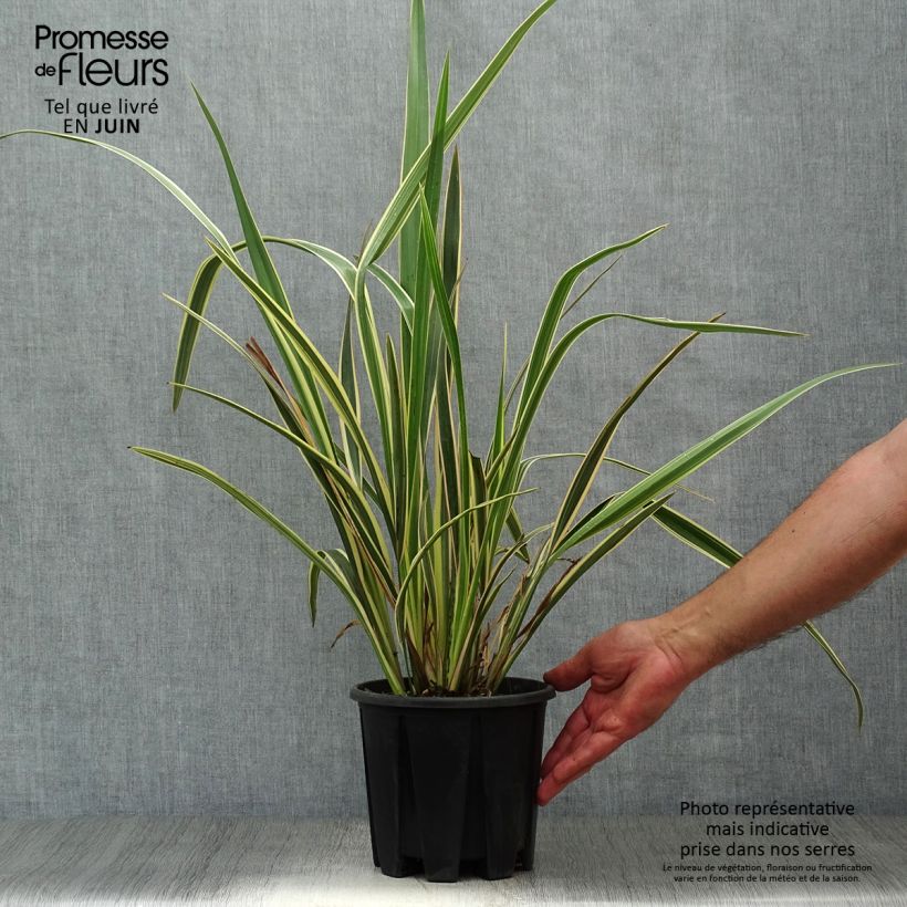 Esemplare di Phormium Variegatum - Lino della Nuova Zelanda Vaso da 2L/3L consegnato in estate